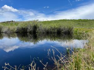 wetalands pond 5